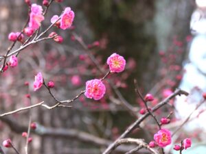 北野天満宮の梅